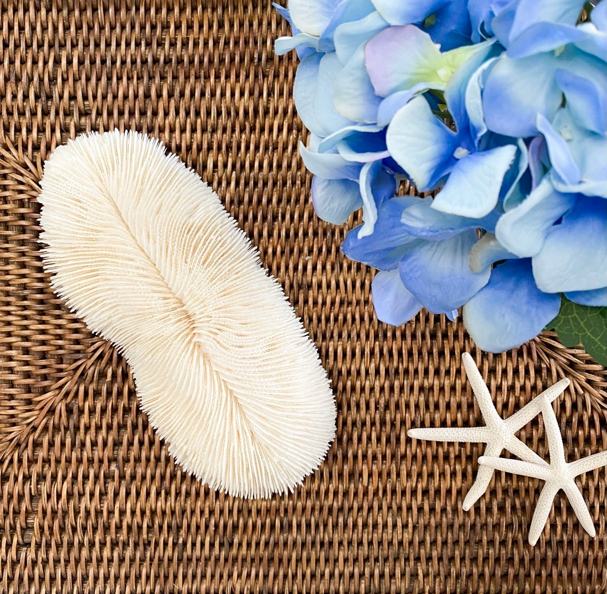 Extra Small Trough Specialty Mushroom Coral