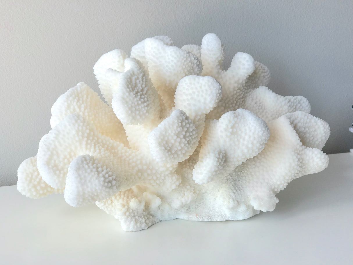 Large Specialty Cauliflower Coral