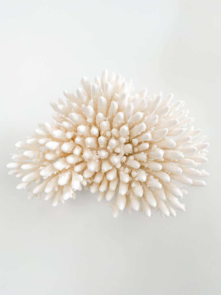 Extra Large Specialty Finger Coral #1