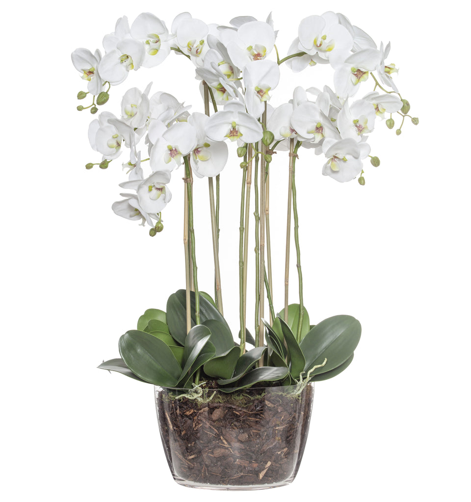 Extra Large Luxury Orchid In Classic Bowl