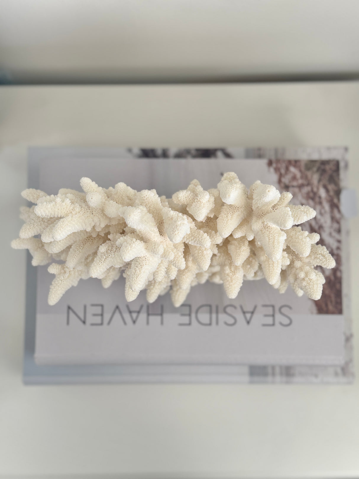 Upright Large Specialty Finger Coral