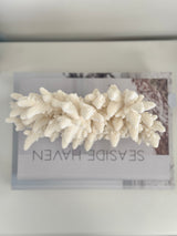 Upright Large Specialty Finger Coral