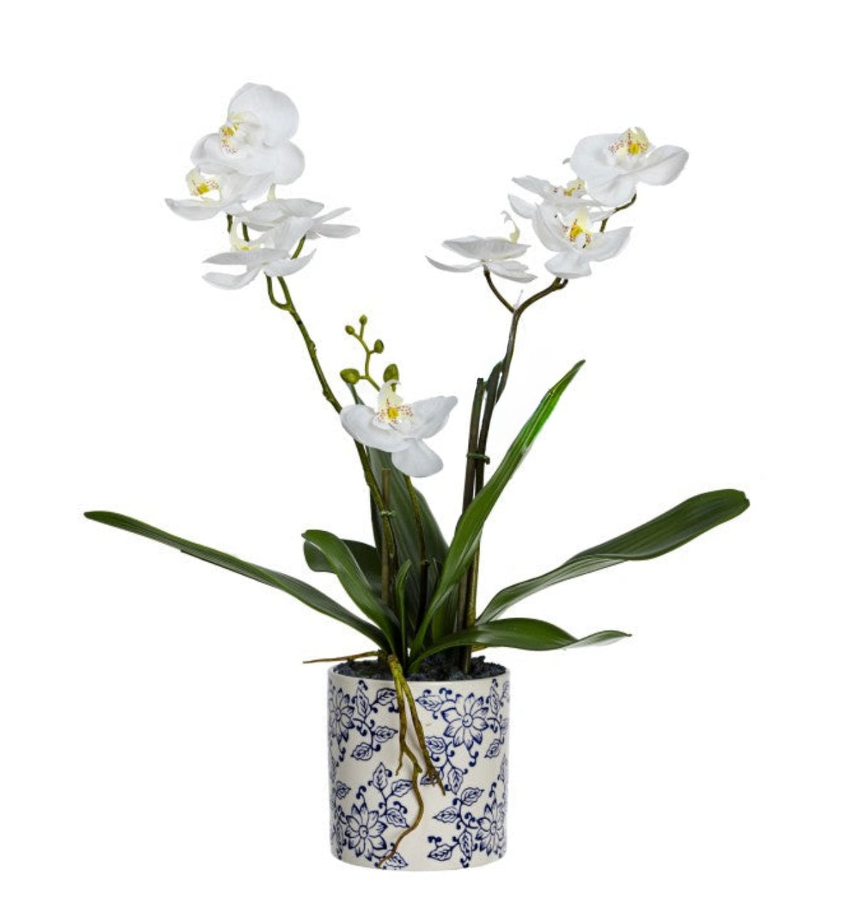 Small White Orchid In Ceramic Pot