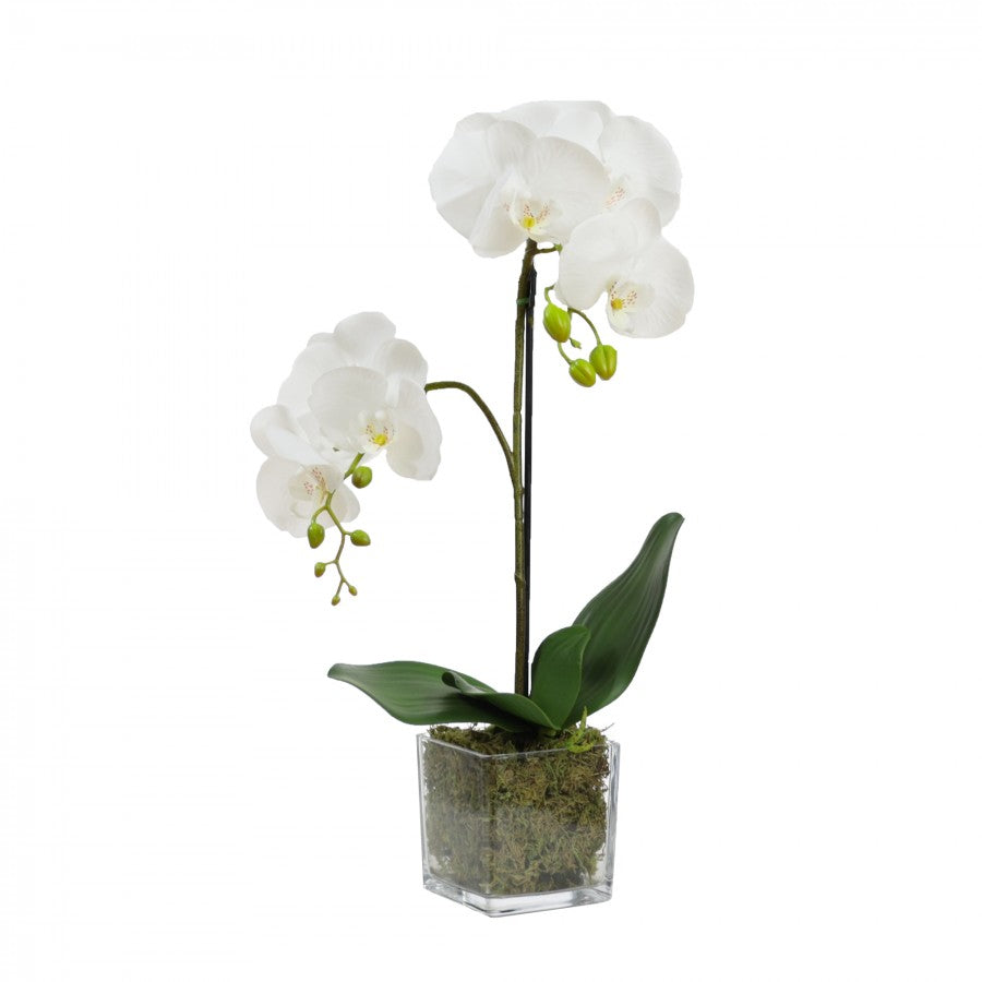 Small White Orchid In Square Glass Vase