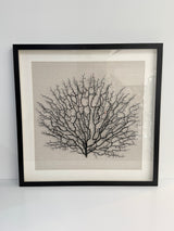 Ex-Display Black Framed Faux Sea Fan - PICKUP ONLY PERTH SHOWROOM