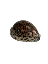 Tigris Brown Sea Shell