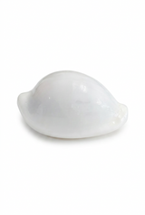 Set of Three Egg Cowrie Sea Shells