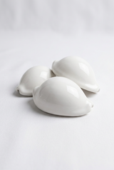 Set of Three Egg Cowrie Sea Shells