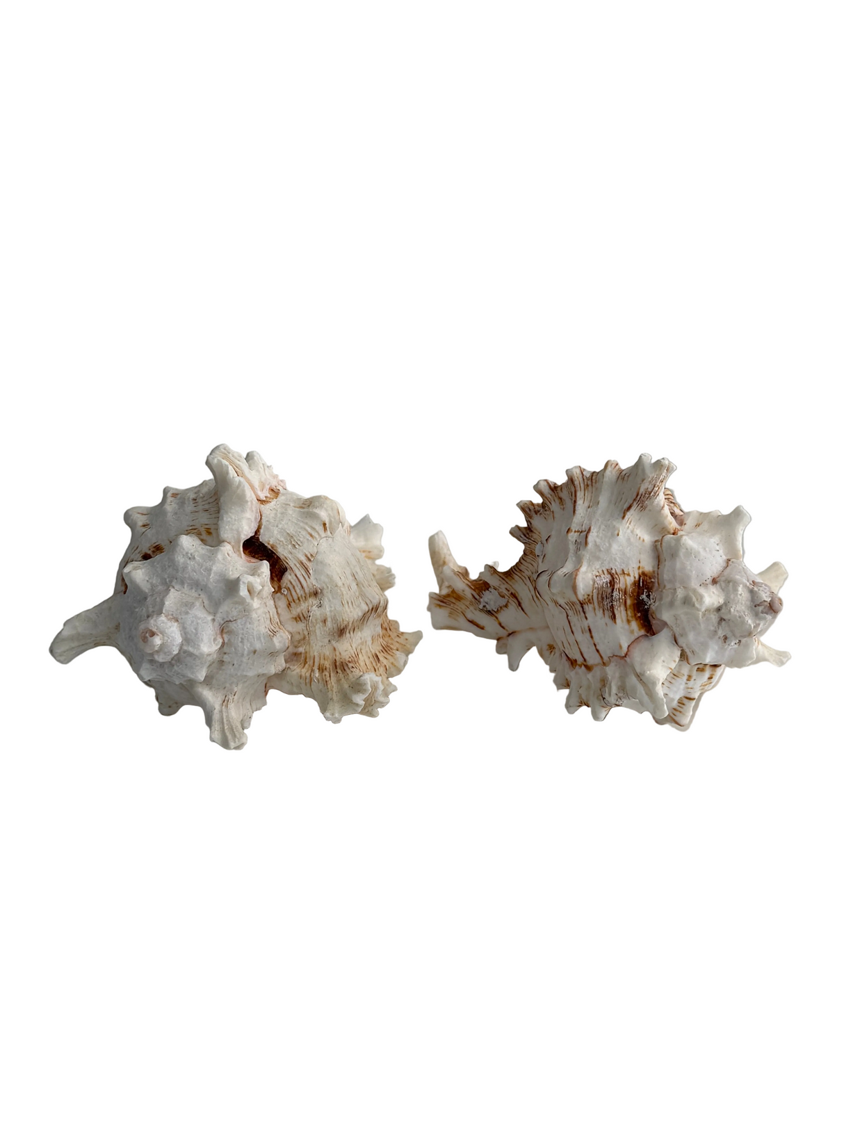 Set of Two Pacific Murex Sea Shells