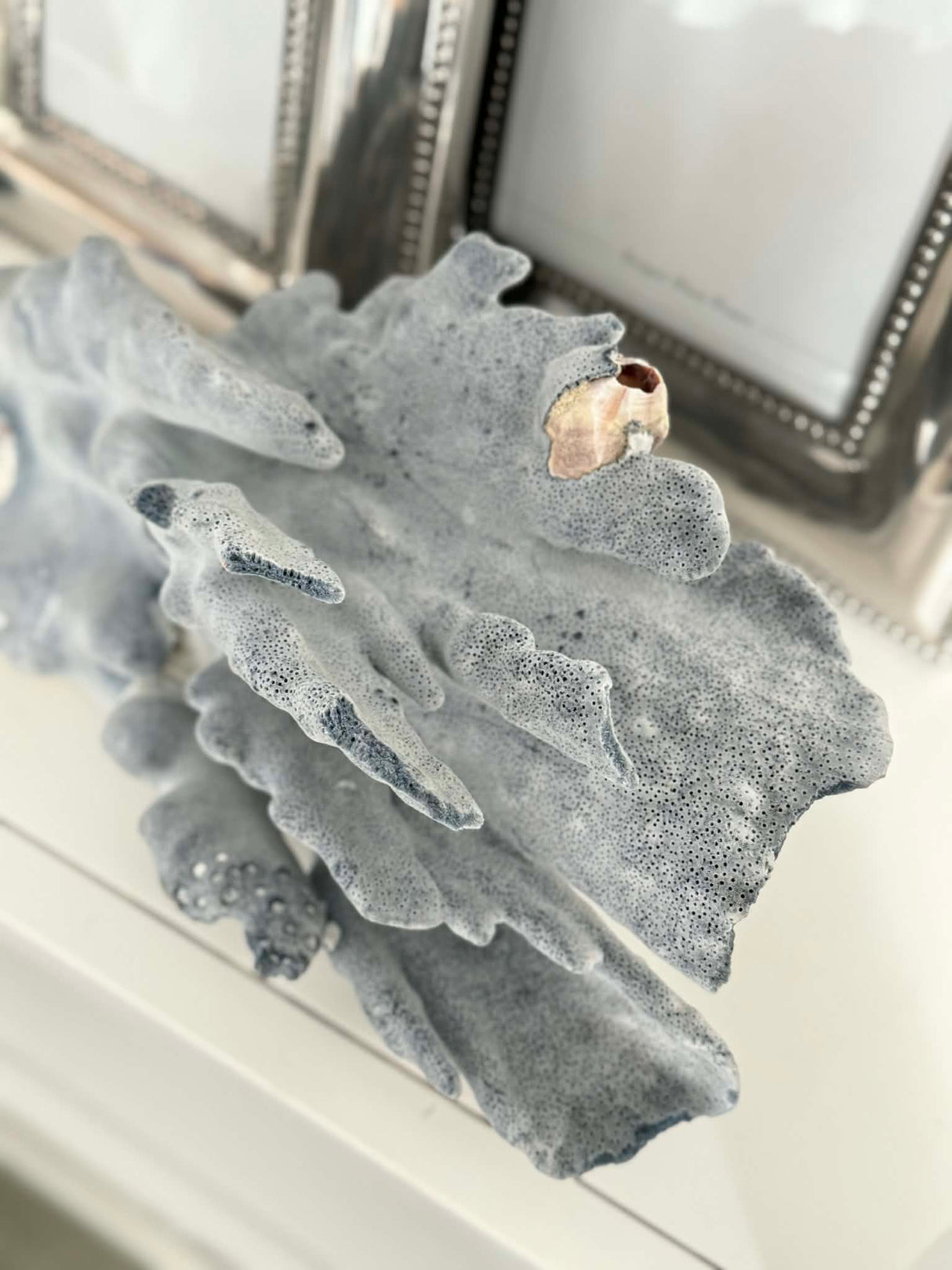 Large Specialty Blue Ridge Coral