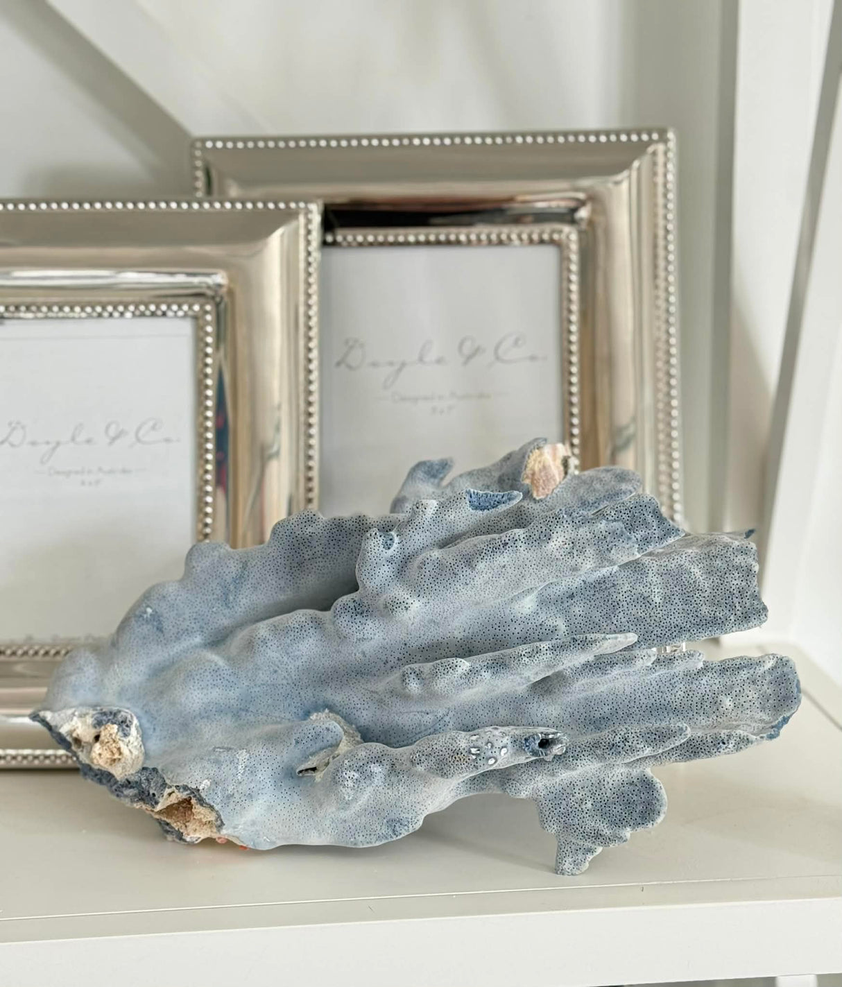 Large Specialty Blue Ridge Coral