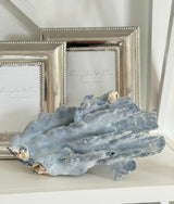 Large Specialty Blue Ridge Coral