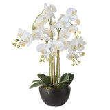 Medium White Orchid in Rustic Black Pot