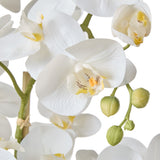Medium White Orchid in Rustic Black Pot