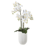 Tall White Orchid in White Pot - PICKUP ONLY WA SHOWROOM