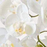 Tall White Orchid in White Pot - PICKUP ONLY WA SHOWROOM