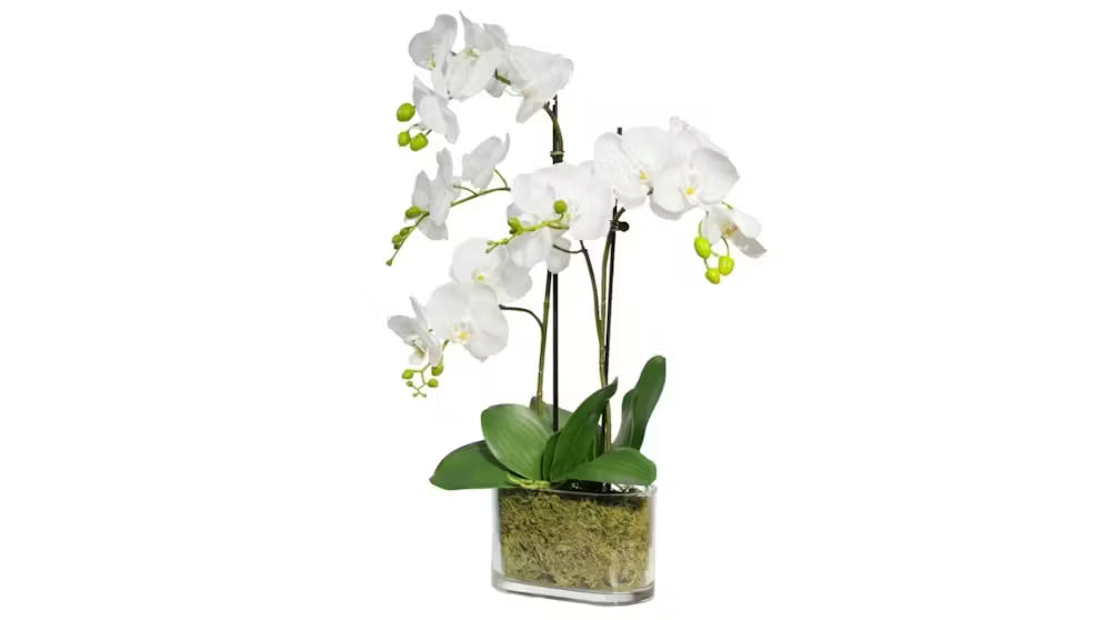 Small White Orchid Set In Long Vase