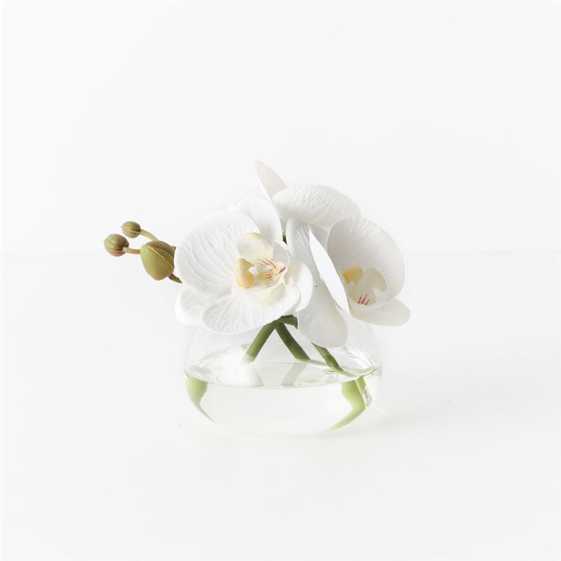 Orchid In Glass Vase