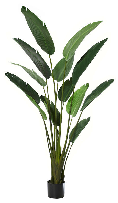 Luxury Bird Of Paradise Plant