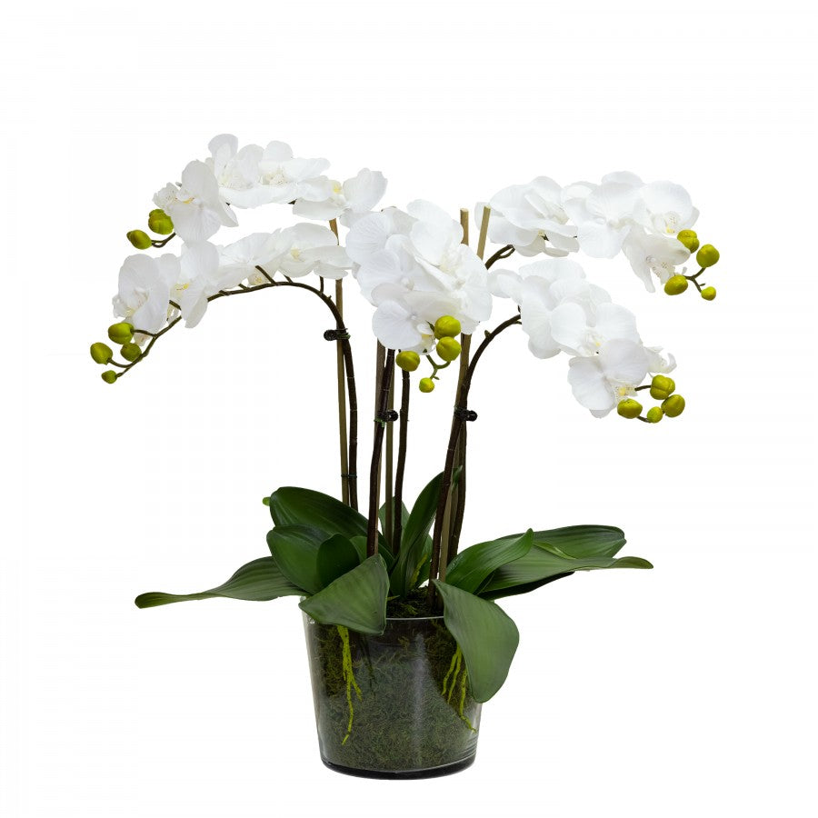 Tall Orchid In Glass Bowl