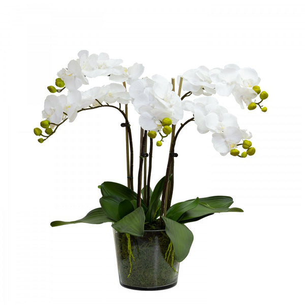 Tall Orchid In Glass Bowl