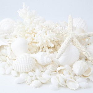 Coral & Shell Cylinder In White