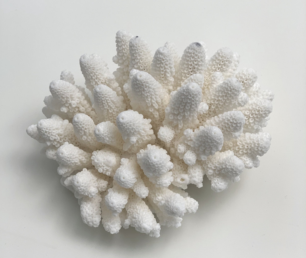 Mini Specialty Finger Coral