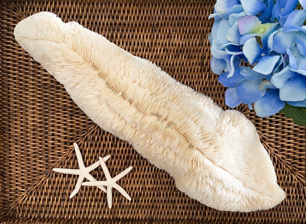 XXL Trough Specialty Mushroom Coral